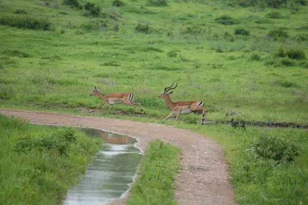 Wilde Antilope Säugetier in afrikanischen Botswana Savanne — Stockfoto