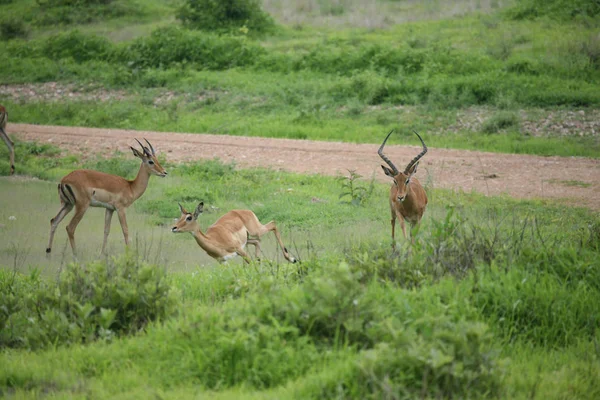 Mamífero antílope selvagem na savana africana do Botsuana — Fotografia de Stock