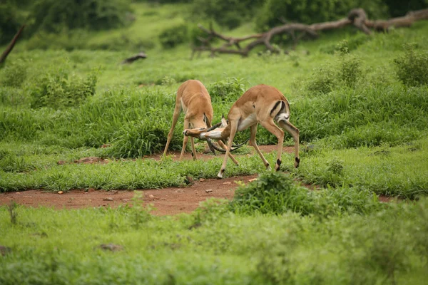Wilde Antilope Säugetier in afrikanischen Botswana Savanne — Stockfoto