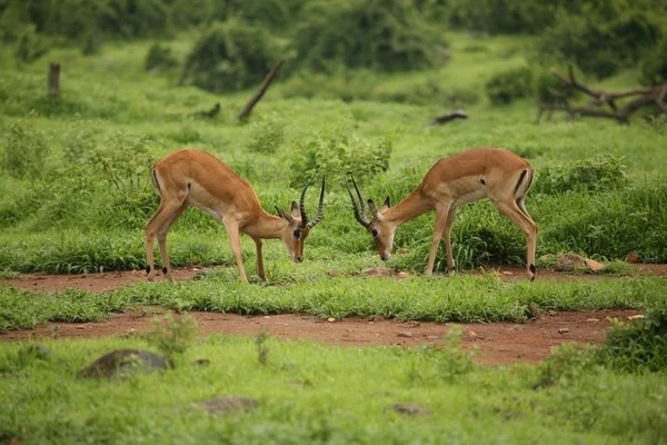 Wilde Antilope Säugetier in afrikanischen Botswana Savanne — Stockfoto