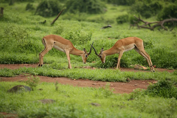 Mammifero antilope selvatico nella savana africana del Botswana — Foto Stock