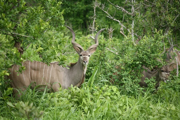 Afrika Botsvana Savannah yabani antilop memeli hayvanlar