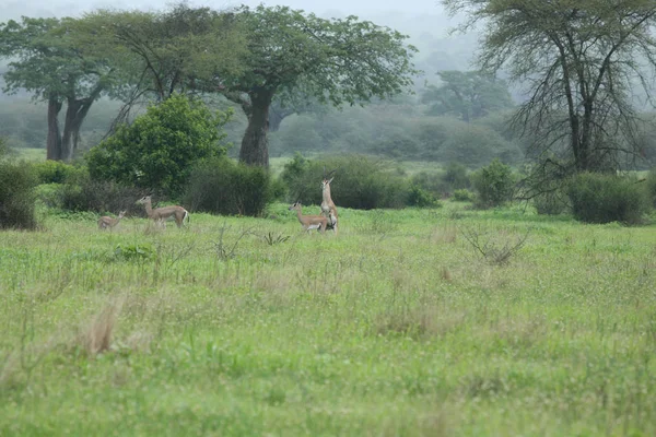 Afrika Botsvana Savannah yabani antilop memeli hayvanlar — Stok fotoğraf