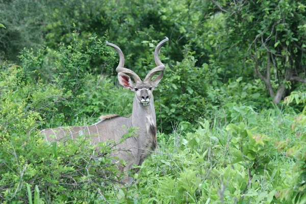 Afrika Botsvana Savannah yabani antilop memeli hayvanlar