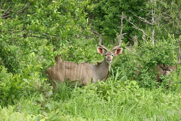 Afrika Botsvana Savannah yabani antilop memeli hayvanlar