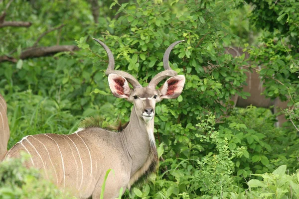 Afrika Botsvana Savannah yabani antilop memeli hayvanlar