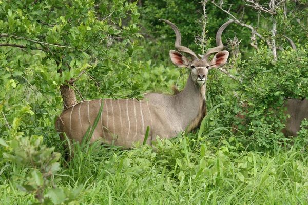 Afrika Botsvana Savannah yabani antilop memeli hayvanlar