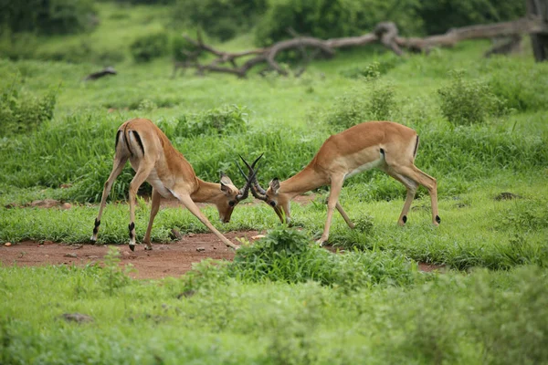 Дикі антилопи ссавець в африканських Ботсвана Саванна Стокова Картинка