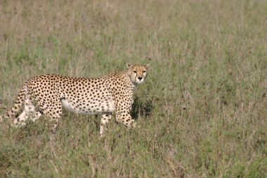 Cheetah Botsvana Afrika savana vahşi hayvan memeli