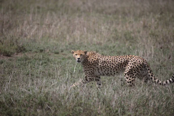 Guépard Botswana Afrique savane animal sauvage mammifère — Photo