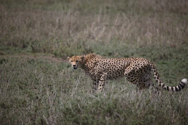 Cheetah Botsvana Afrika savana vahşi hayvan memeli — Stok fotoğraf