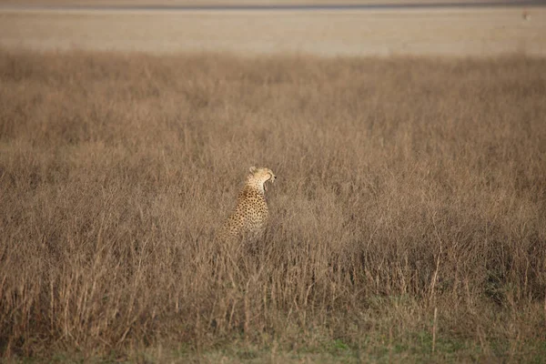 Cheetah Botswana Africa savannah wild animal mammal — Stock Photo, Image