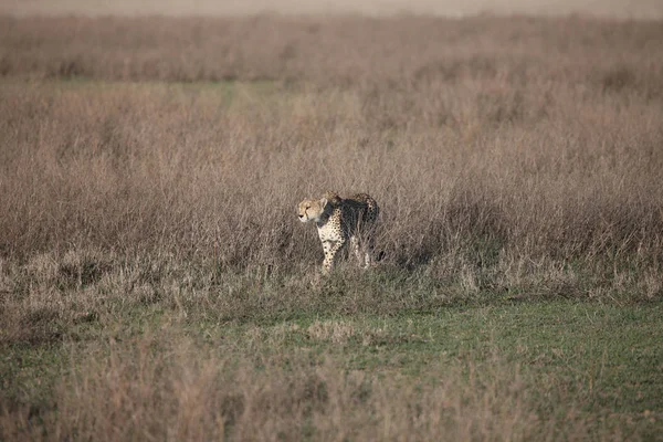 Cheetah Botswana África sabana animal salvaje mamífero —  Fotos de Stock