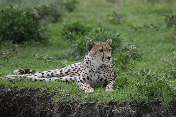 Geparden Botswana Afrikanische Savanne Wildtier Säugetier — Stockfoto