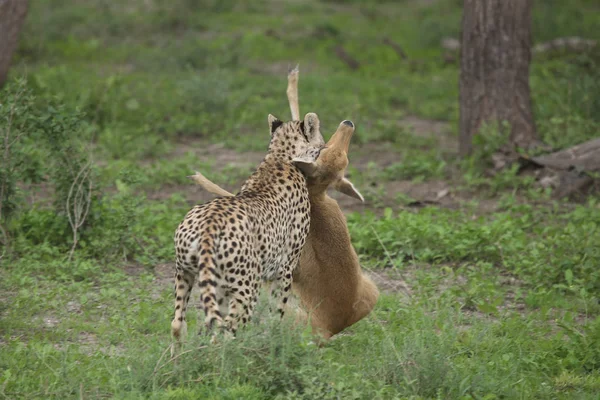 Cheetah Botswana Africa savannah wild animal mammal — Stock Photo, Image