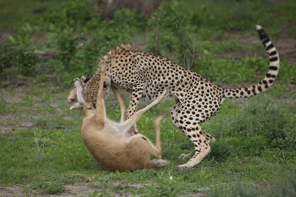 Cheetah Botswana Africa savannah wild animal mammal — Stock Photo, Image