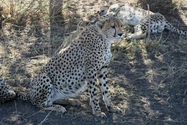 Cheetah Botswana África savana animal selvagem mamífero — Fotografia de Stock