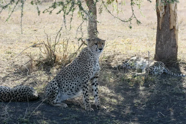 Cheetah Botswana África sabana animal salvaje mamífero — Foto de Stock