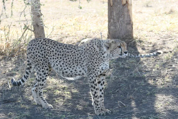 Cheetah Botsvana Afrika savana vahşi hayvan memeli — Stok fotoğraf