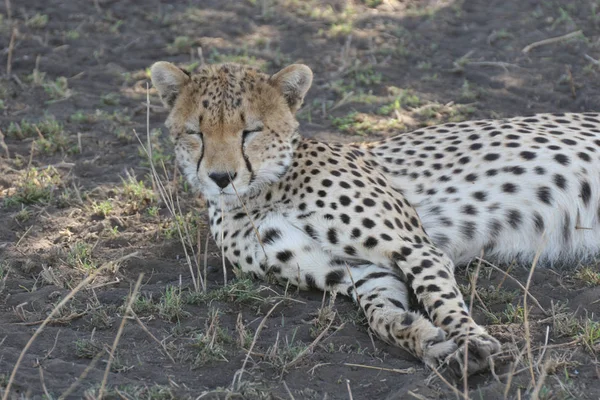 Cheetah Botswana Africa savana mammifero selvatico — Foto Stock