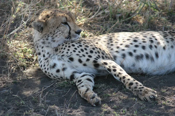 Cheetah Botsvana Afrika savana vahşi hayvan memeli — Stok fotoğraf