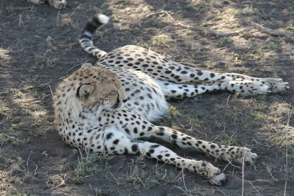 チーター ボツワナ アフリカ サバンナ野生動物哺乳類 — ストック写真