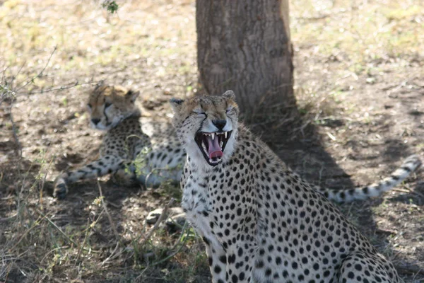 Cheetah Botswana Africa savana mammifero selvatico — Foto Stock