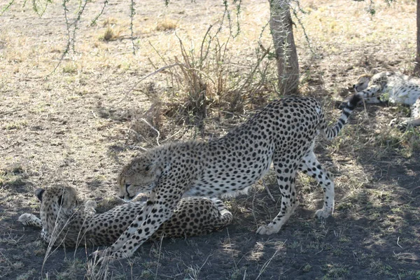 Cheetah Botsvana Afrika savana vahşi hayvan memeli — Stok fotoğraf