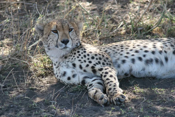 Cheetah Botswana Africa savannah hewan liar mamalia — Stok Foto