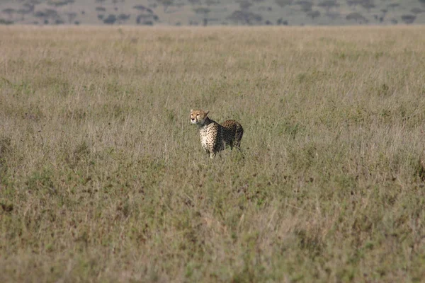 Guépard Botswana Afrique savane animal sauvage mammifère — Photo