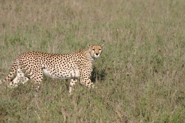 Cheetah Botswana África savana animal selvagem mamífero — Fotografia de Stock