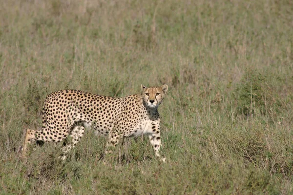 Cheetah Afryka Botswana savannah dzikie zwierzę ssak — Zdjęcie stockowe