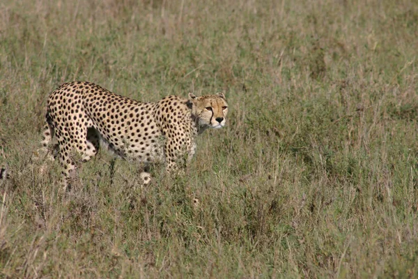 Cheetah Afryka Botswana savannah dzikie zwierzę ssak — Zdjęcie stockowe