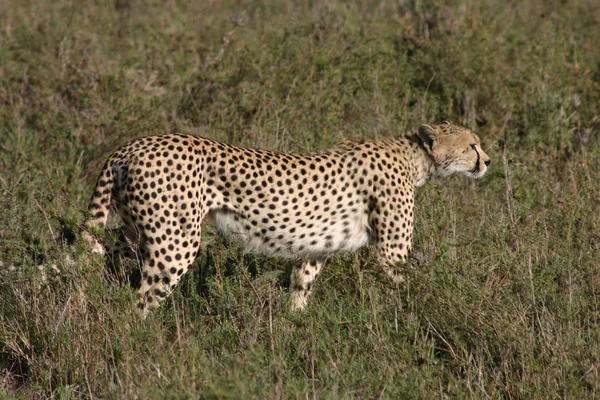 Cheetah Botswana África savana animal selvagem mamífero — Fotografia de Stock