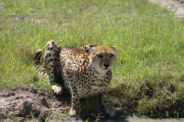 Cheetah Afryka Botswana savannah dzikie zwierzę ssak — Zdjęcie stockowe