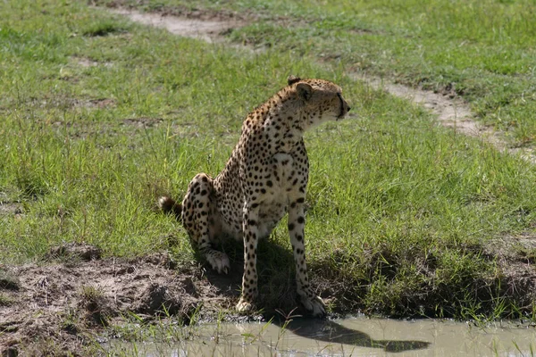 Cheetah Botswana África savana animal selvagem mamífero — Fotografia de Stock