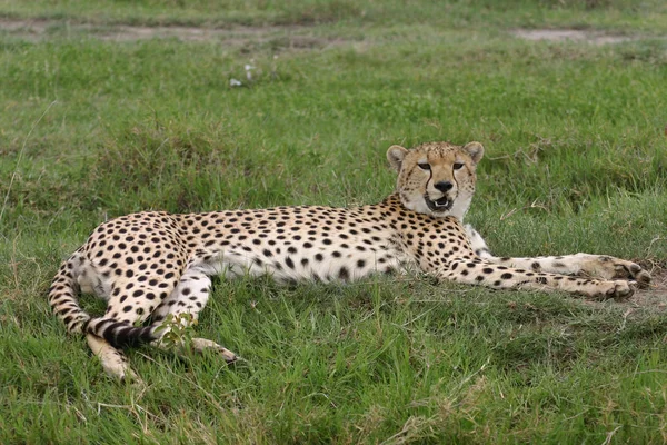 Cheetah Botsvana Afrika savana vahşi hayvan memeli — Stok fotoğraf