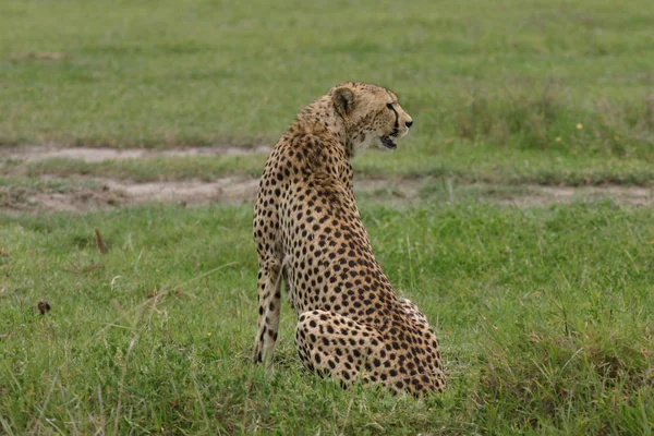 Гепард Ботсвана Африка саванна дикое животное млекопитающее — стоковое фото
