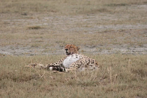 Cheetah Botsvana Afrika savana vahşi hayvan memeli — Stok fotoğraf