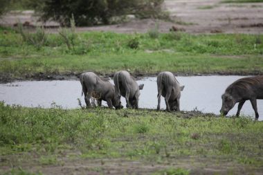 yaban domuzu domuz tehlikeli memeli Afrika savana Kenya