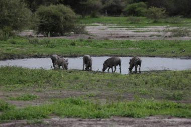 yaban domuzu domuz tehlikeli memeli Afrika savana Kenya