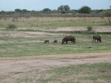 yaban domuzu domuz tehlikeli memeli Afrika savana Kenya