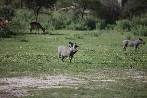 Guziec dzikich świń ssak niebezpiecznych Afryki jacktt Kenia — Zdjęcie stockowe