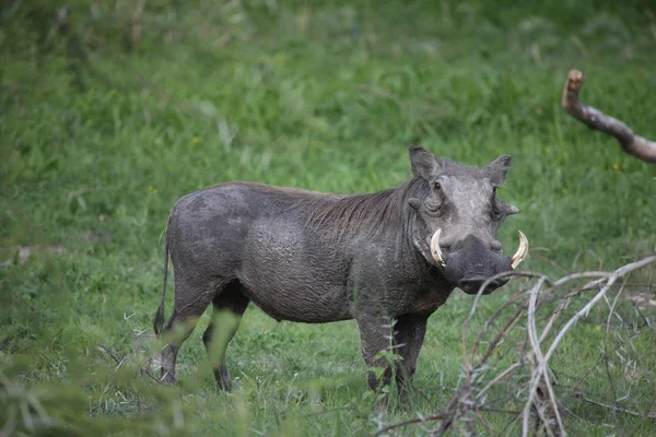 野生疣猪危险哺乳动物非洲大草原肯尼亚 — 图库照片