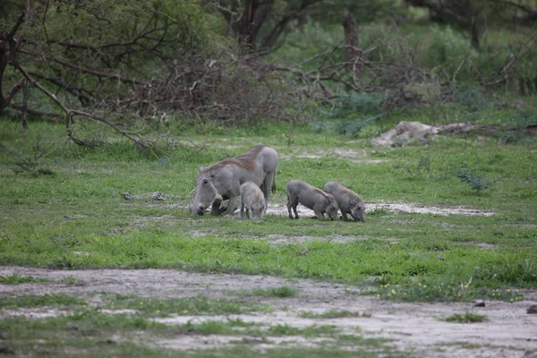 Jabalí jabalí peligroso mamífero África sabana Kenia —  Fotos de Stock