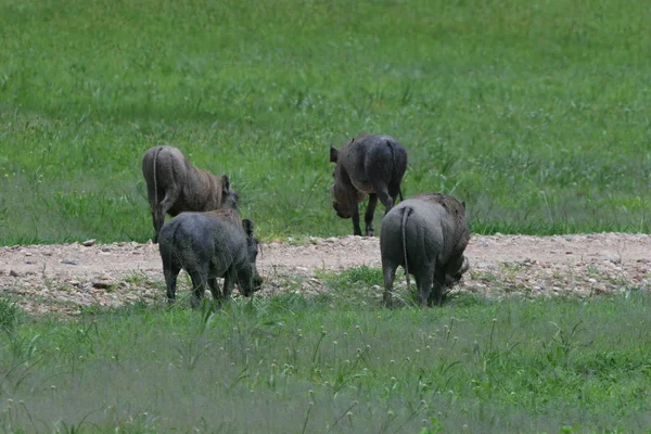 Guziec dzikich świń ssak niebezpiecznych Afryki jacktt Kenia — Zdjęcie stockowe