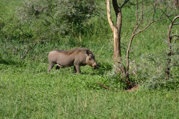 Wild warthog varken gevaarlijke zoogdier Afrika savanne Kenia — Stockfoto