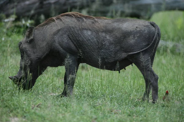 Guziec dzikich świń ssak niebezpiecznych Afryki jacktt Kenia — Zdjęcie stockowe