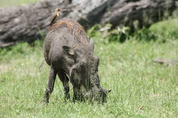 Jabalí jabalí peligroso mamífero África sabana Kenia —  Fotos de Stock