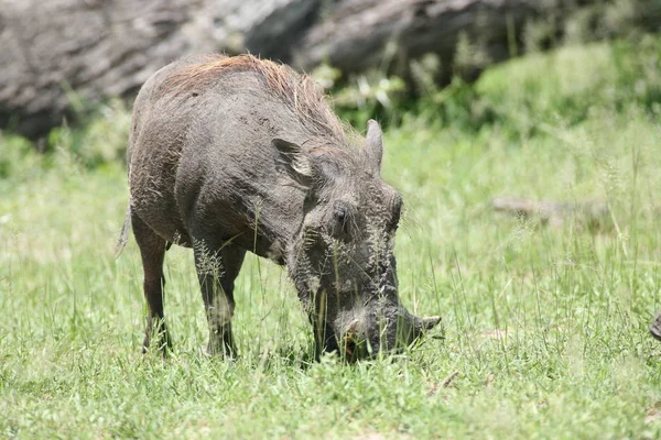 Guziec dzikich świń ssak niebezpiecznych Afryki jacktt Kenia — Zdjęcie stockowe